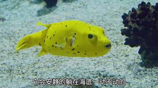 比目鱼:  “一条从小眼球就会流浪的鱼”#比目鱼 #奇妙的海洋生物