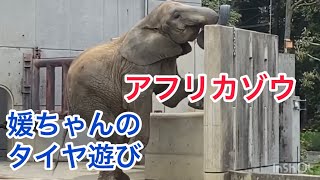 【アフリカゾウファミリー】媛ちゃんがタイヤ遊びすると妹の砥愛ちゃんがくっついてくる♡愛媛県立とべ動物園2021年3月30日