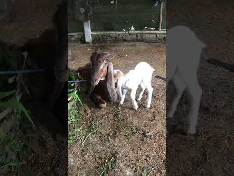 Anak Kambing Lucu Banget - YouTube