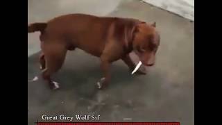 Great grey pitbull Sif
