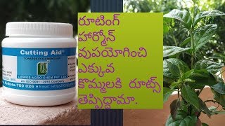 53 - Rooting hormone/Liebigs Cutting Aid/ ఉపయోగించి ఎక్కువ కొమ్మలకి వేర్లు రప్పించవచ్చా?