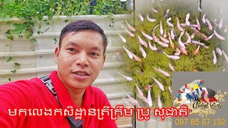 [Vlog:196]​​មកលេងកសិដ្ឋានត្រីក្រឹមប្រូសុជាតិ #bettafish #nouchanrey