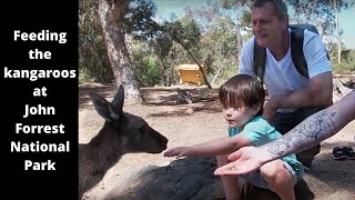 Feeding the kangaroos at John Forrest National Park