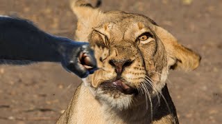 Top 10 Animals That Can Knock Out A Lion (Parody)