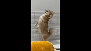 何かを伝えようとする犬