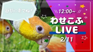 わせこふLIVE＃93　いつものわせこふLIVE