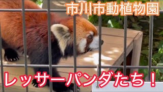 市川市動植物園/レッサーパンダたち‼️