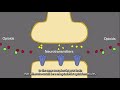 Animation   How Naloxone Works