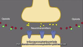 Animation How Naloxone Works