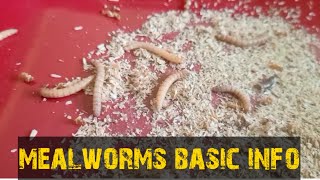 mealworms basic information| உணவு புழு பற்றிய தகவல்| Aquapets \u0026 farm