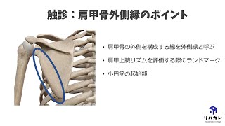 肩甲骨外側縁の触診のコツ［骨の触診］