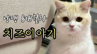 냥생 8개월차 브리티쉬숏헤어 치즈 이야기 #고양이 #냥이 #8개월냥 #도도냥 #치즈