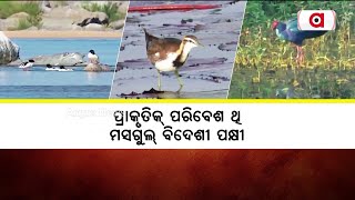 Foreign Birds Lands In Subarnapur Due To Its Pleasant Climate During Winter