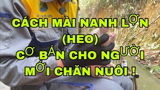 CÁCH MÀI NANH HEO CON. BẤM NANH HEO  CON CƠ BẢN CHO NGƯỜI MỚI CHĂN NUÔI! #tvq_chăn_nuôi