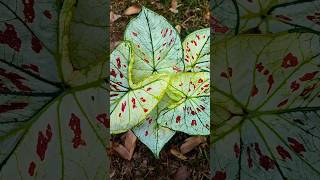 บอนสีเมืองหนองคายแผลง #caladium #บอนสี #garden