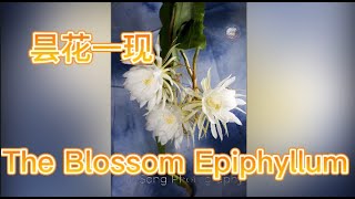 The Blossom Epiphyllum 昙花一现