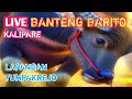 🔴LIVE BANTENG BARITO DI TUMPAKREJO #bantengbarito