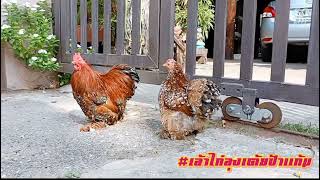 ไก่มินิโคชิน ไก่สวยงามโคราช  #เล้าไก่ลุงเต้ยป้าแก้ม