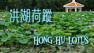 洪湖荷蹤 （洪湖公園荷花）Lotus @ Honghu Park