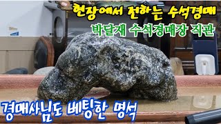 박달재 수석경매장 직관/ 경매사님이 베팅을 했다고?? 시원하게 보여 드리겠습니다^^ (11월 6일)