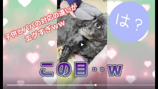 【子供と犬】愛犬のパパと娘の対応の違いがエグすぎて草🤣🤣