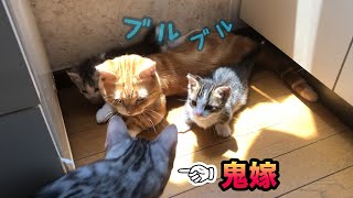 妻に怯えながら子猫と遊ぶ短足猫