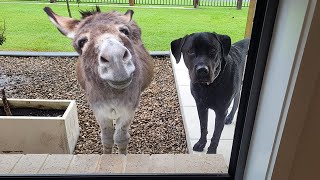 When your dog brings home a friend 🙈🤣Funny Dog