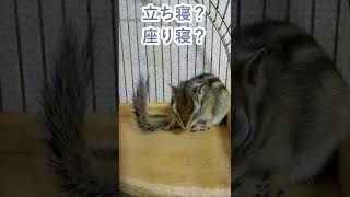 しまりす「ポン吉」座り寝かな？【ペット】【シマリス】【Chipmunk】【Squirrel】【Kawaii】【Cute】