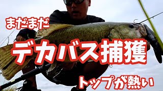 【バス釣り/霞水系おかっぱり】まだトップ熱い！