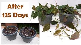 Philodendron Micans Care and Soil Propagation from Cuttings