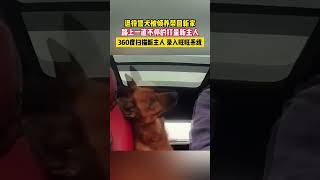 退役警犬被領養帶回新家，路上一直不停的打量新主人 360度掃描新主人 錄入汪汪繫統 #shorts #萌宠