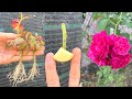 Cách trồng cành hoa hồng bằng khoai tây | rose plant growing tips