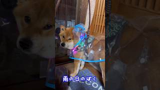 【柴犬】雨の日のぼく。