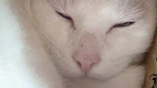 幸せそうな笑顔で寝ている白猫ユキ White cat Yuki sleeps with smile