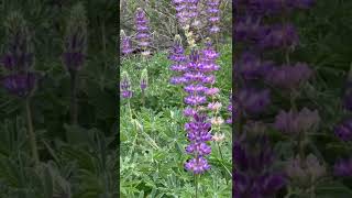 Lupin Flowers