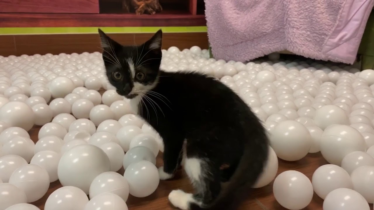 Letting Kittens Play In Giant Ball Pit! - YouTube