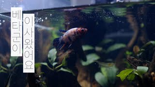 [ENG] 미니 어항 시리즈 4-2 | 나무숲에 베타군이 이사왔어요 | 물멍 | Mini Aquarium 4-2 | Wood forest | Betta Fish | MulMung