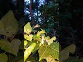 줄베짱이를 사냥한 넓적배사마귀 セスジツユムシを捕食するハラビロカマキリ a praying mantis eating a katydid