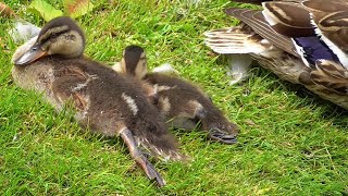 Mallard Ducklings on the lake - Moments in Nature