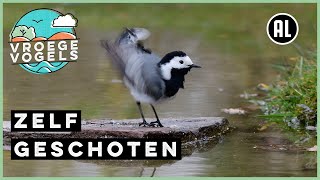 Beweeglijke kwikstaart | Zelf Geschoten | Vroege Vogels