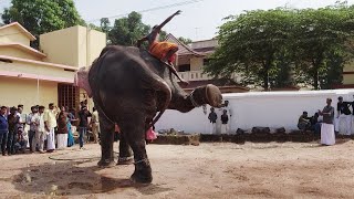 Pallattu Brahmadathan Elephant ii ചാടിക്കോ പാപ്പാനെ ..ഞാൻ താഴെ ഇടതില്ല ...pallattu brahmadathan