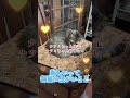 ナツミちゃん日記　ナツミちゃん厳しい😰 猫のいる暮らし 猫好きさんと繋がりたい 保護猫 cutecat funnycat