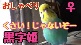 おしゃべりインコ カメラ飛び蹴り！雄叫びを上げるメスインコの黒字姫