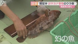 【“魚が住めない”は昔】大阪湾に幻の高級魚･･･約200種類の「お魚天国」に　改善させたのは”空港建設”!?