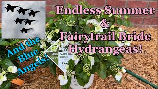 Planting Endless Summer Hydrangeas in the Garden \u0026 Fairytrail Bride Cascading Hydrangea in Container