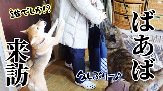 ばあば来訪！四年前はばあばから後輩犬を守った甲斐犬が今度は！？【柴犬・甲斐犬】#甲斐犬 #柴犬 #vlog