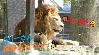 【ライオン】バリーさん、復帰おめでとー♪　2022/4/20　とべ動物園