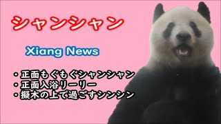 シャンシャン Xiang  News＆シャンシャン・シンシン・リーリー観覧動画【 2020.11.07　撮影分】