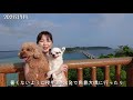 これがありのままの私たちです【祝！youtube1周年】高齢保護犬を迎えて1ヶ月後〜濃密な1年間の記録。【総集編】