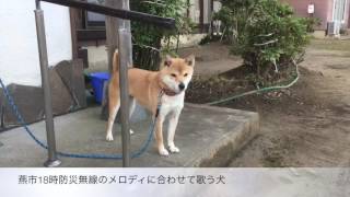 燕市18時防災無線のメロディに合わせて歌う犬